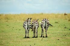 Kenya, Masai Mara National Reserve, Rear View of Zebras Looking at the Plain-Anthony Asael/Art in All of Us-Framed Photographic Print