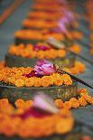 India, Bodh Gaya, Mahabodhi Complex, Great Awakening Temple, Flowers-Anthony Asael-Photographic Print