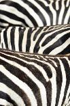 Kenya, Amboseli National Park, Close Up on Zebra Stripes-Anthony Asael-Photographic Print