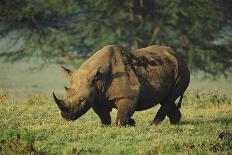Kenya, Lake Nakuru NP, White Rhinoceros or Square-Lipped Rhinoceros-Anthony Asael-Photographic Print