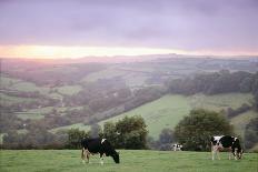 Cattle Friesian Heifers-Anthony Harrison-Photographic Print