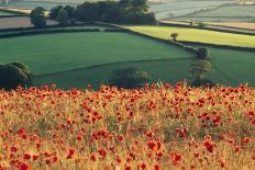 Mixed Crops, Common Poppies Wind-Blurred in Flowering-Anthony Harrison-Photographic Print