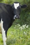 Cow Friesian Heifer Portrait-Anthony Harrison-Photographic Print