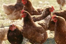 Free Range Chickens, Group of Brown Hens-Anthony Harrison-Framed Photographic Print