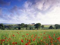 Common Poppies in Farming Landscape-Anthony Harrison-Photographic Print