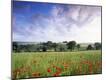 Photographic Print
