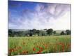 Photographic Print