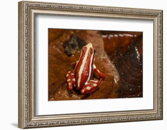 Anthony's Poison Arrow Frog, Ecuador-Pete Oxford-Framed Photographic Print