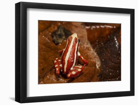 Anthony's Poison Arrow Frog, Ecuador-Pete Oxford-Framed Photographic Print