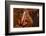 Anthony's Poison Arrow Frog, Ecuador-Pete Oxford-Framed Photographic Print