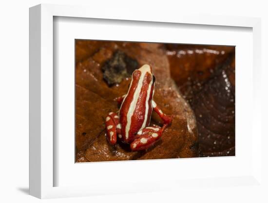 Anthony's Poison Arrow Frog, Ecuador-Pete Oxford-Framed Photographic Print