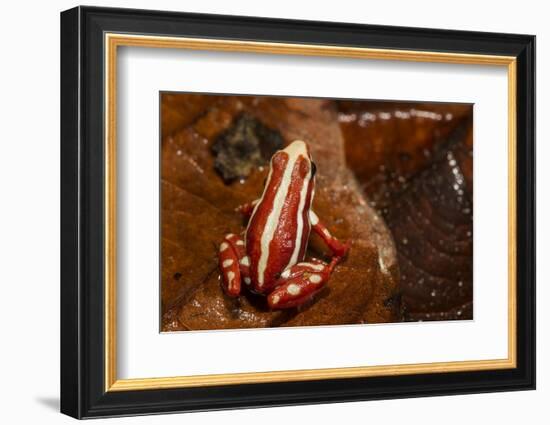 Anthony's Poison Arrow Frog, Ecuador-Pete Oxford-Framed Photographic Print