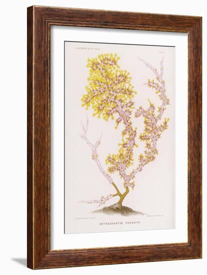 Anthozoanthe Parasite: a Type of Coral-P. Lackerbauer-Framed Art Print