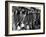 Anthracite Coal Miners Coming Out of Powderly Mine-Margaret Bourke-White-Framed Photographic Print