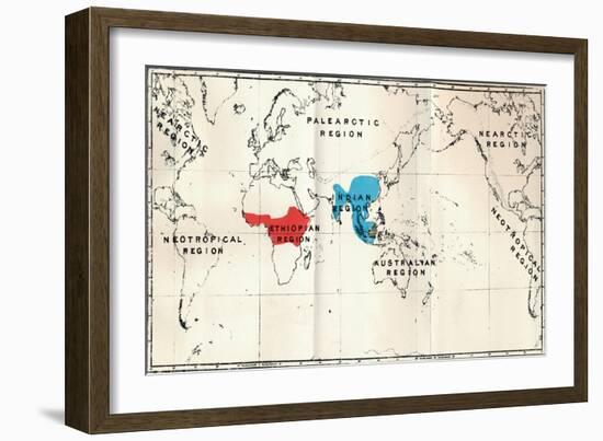 'Anthropoidea - Map distribution Genera Semnopithecus (Blue), Nasalis (Brown), Colobus (Red)', 1897-Unknown-Framed Giclee Print