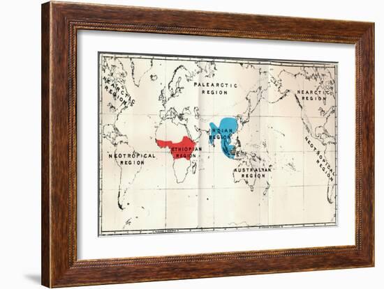 'Anthropoidea - Map distribution Genera Semnopithecus (Blue), Nasalis (Brown), Colobus (Red)', 1897-Unknown-Framed Giclee Print