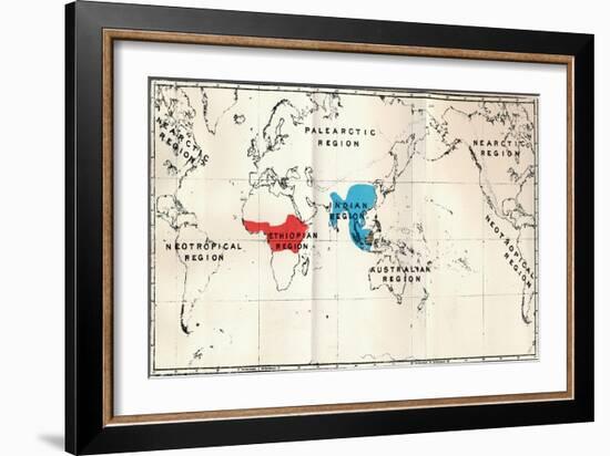 'Anthropoidea - Map distribution Genera Semnopithecus (Blue), Nasalis (Brown), Colobus (Red)', 1897-Unknown-Framed Giclee Print