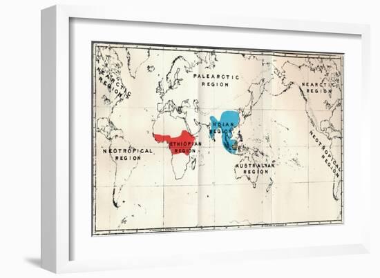 'Anthropoidea - Map distribution Genera Semnopithecus (Blue), Nasalis (Brown), Colobus (Red)', 1897-Unknown-Framed Giclee Print