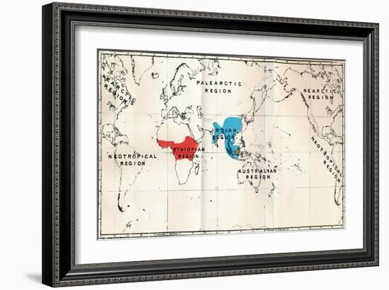 'Anthropoidea - Map distribution Genera Semnopithecus (Blue), Nasalis (Brown), Colobus (Red)', 1897-Unknown-Framed Giclee Print