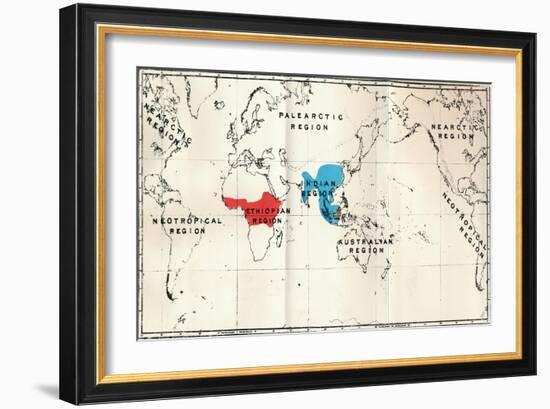 'Anthropoidea - Map distribution Genera Semnopithecus (Blue), Nasalis (Brown), Colobus (Red)', 1897-Unknown-Framed Giclee Print