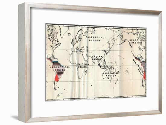 'Anthropoidea - V. Map distribution of Families Hapalidae (Red), and Cebidae (Blue), 1897-Unknown-Framed Giclee Print