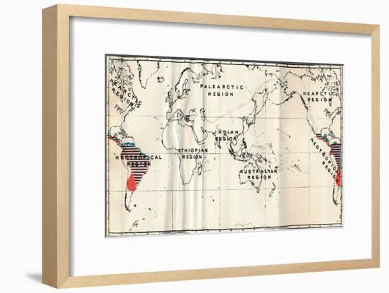 'Anthropoidea - V. Map distribution of Families Hapalidae (Red), and Cebidae (Blue), 1897-Unknown-Framed Giclee Print