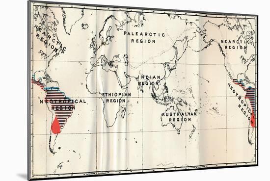 'Anthropoidea - V. Map distribution of Families Hapalidae (Red), and Cebidae (Blue), 1897-Unknown-Mounted Giclee Print