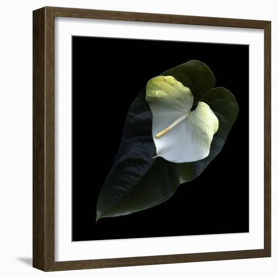 Anthurium 1-Magda Indigo-Framed Photographic Print