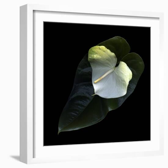 Anthurium 1-Magda Indigo-Framed Photographic Print