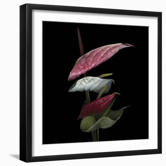 Anthurium 2-Magda Indigo-Framed Photographic Print