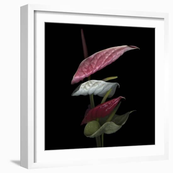 Anthurium 2-Magda Indigo-Framed Photographic Print