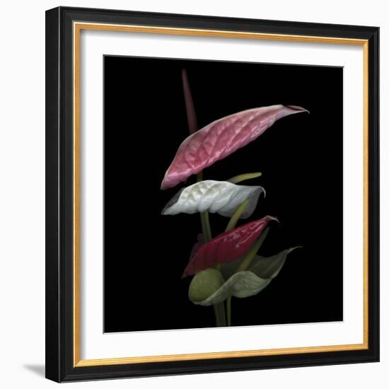 Anthurium 2-Magda Indigo-Framed Photographic Print