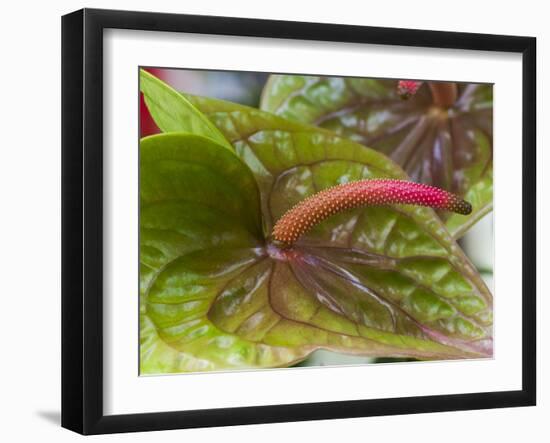 Anthurium Bloom-Anna Miller-Framed Photographic Print