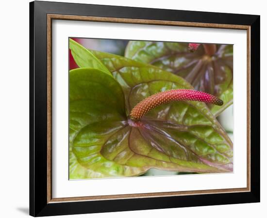 Anthurium Bloom-Anna Miller-Framed Photographic Print