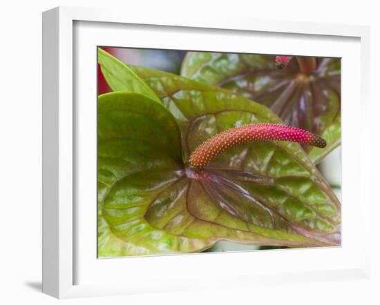 Anthurium Bloom-Anna Miller-Framed Photographic Print