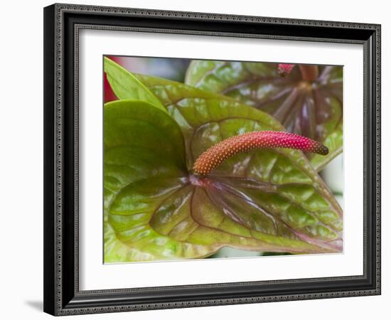 Anthurium Bloom-Anna Miller-Framed Photographic Print