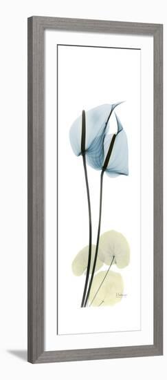 Anthurium Blues-Albert Koetsier-Framed Premium Giclee Print