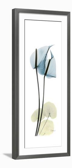 Anthurium Blues-Albert Koetsier-Framed Premium Giclee Print