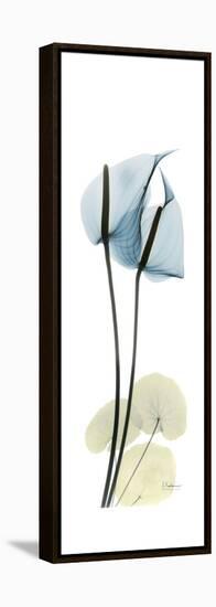 Anthurium Blues-Albert Koetsier-Framed Stretched Canvas