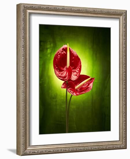 Anthurium, Flower, Blossoms, Still Life, Red, Green-Axel Killian-Framed Photographic Print