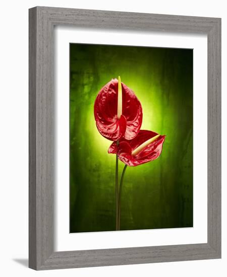 Anthurium, Flower, Blossoms, Still Life, Red, Green-Axel Killian-Framed Photographic Print