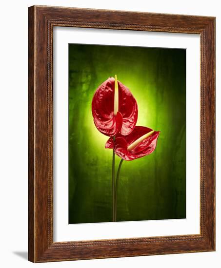 Anthurium, Flower, Blossoms, Still Life, Red, Green-Axel Killian-Framed Photographic Print