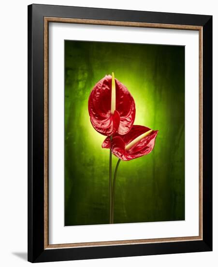 Anthurium, Flower, Blossoms, Still Life, Red, Green-Axel Killian-Framed Photographic Print