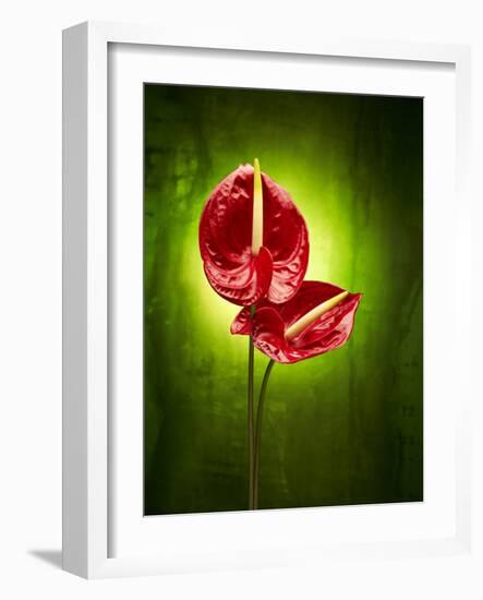 Anthurium, Flower, Blossoms, Still Life, Red, Green-Axel Killian-Framed Photographic Print