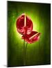 Anthurium, Flower, Blossoms, Still Life, Red, Green-Axel Killian-Mounted Photographic Print