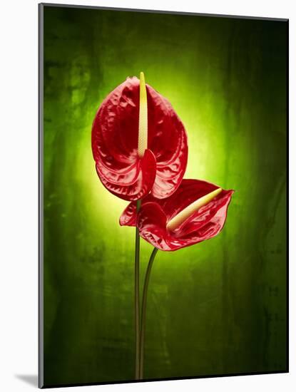 Anthurium, Flower, Blossoms, Still Life, Red, Green-Axel Killian-Mounted Photographic Print