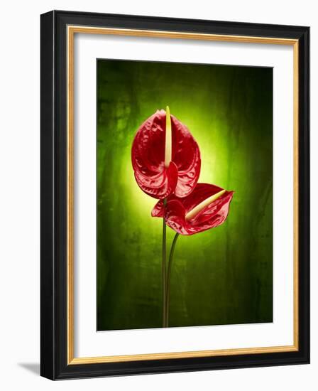 Anthurium, Flower, Blossoms, Still Life, Red, Green-Axel Killian-Framed Photographic Print
