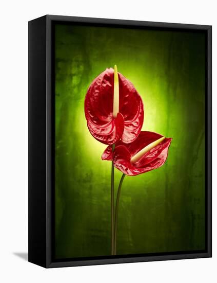 Anthurium, Flower, Blossoms, Still Life, Red, Green-Axel Killian-Framed Premier Image Canvas