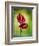 Anthurium, Flower, Blossoms, Still Life, Red, Green-Axel Killian-Framed Photographic Print