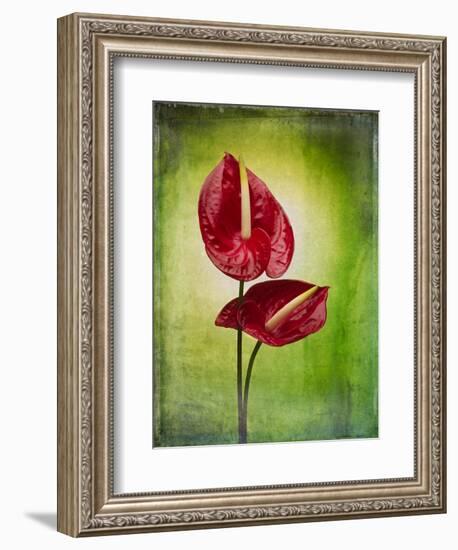 Anthurium, Flower, Blossoms, Still Life, Red, Green-Axel Killian-Framed Photographic Print